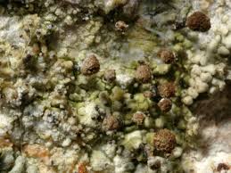 Attēlu rezultāti vaicājumam “Chaenotheca trichialis”