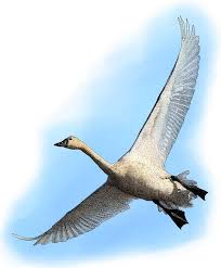 Attēlu rezultāti vaicājumam “Cygnus columbianus”