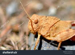 Attēlu rezultāti vaicājumam “Psophus stridulus”