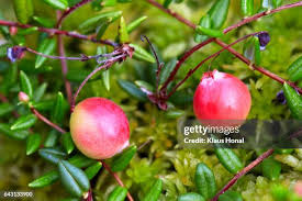 Attēlu rezultāti vaicājumam “Oxycoccus fruit”