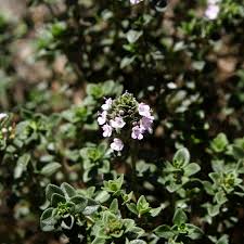 Attēlu rezultāti vaicājumam “Thymus serpyllum flower”