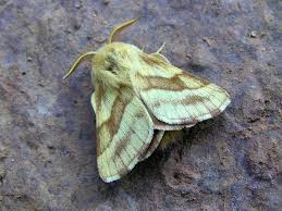 Attēlu rezultāti vaicājumam “Malacosoma castrensis male”