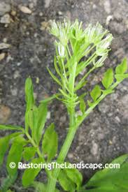 Attēlu rezultāti vaicājumam “Cardamine impatiens”