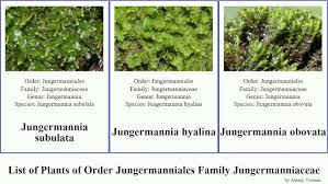 Attēlu rezultāti vaicājumam “Leiocolea collaris”