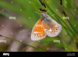 Attēlu rezultāti vaicājumam “Coenonympha tullia underside”