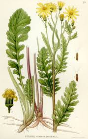 Attēlu rezultāti vaicājumam “Senecio vulgaris flower”