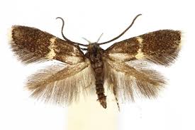 Attēlu rezultāti vaicājumam “Elachista maculicerusella”