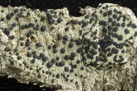 Attēlu rezultāti vaicājumam “Lecidella elaeochroma”