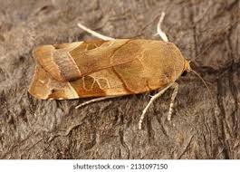 Attēlu rezultāti vaicājumam “Noctua fimbriata”