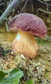 Attēlu rezultāti vaicājumam “Sutorius luridiformis”