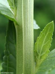 Attēlu rezultāti vaicājumam “Verbascum blattaria leaf”