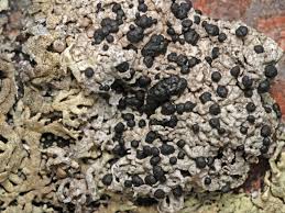 Attēlu rezultāti vaicājumam “Mycoblastus sanguinarius”