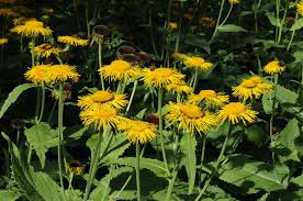 Attēlu rezultāti vaicājumam “Telekia speciosa bud”