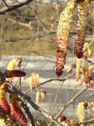 Attēlu rezultāti vaicājumam “Populus nigra”