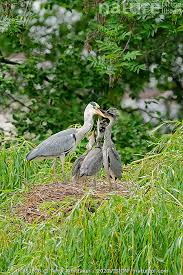 Attēlu rezultāti vaicājumam “Ardea cinerea adult”