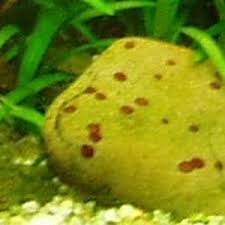 Attēlu rezultāti vaicājumam “Hildenbrandia rivularis”