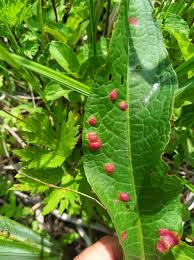 Attēlu rezultāti vaicājumam “Pucciniales”