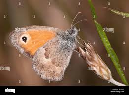 Attēlu rezultāti vaicājumam “Coenonympha pamphilus”