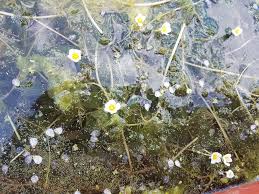 Attēlu rezultāti vaicājumam “Batrachium circinatum leaf”