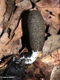 Attēlu rezultāti vaicājumam “Xylaria longipes”