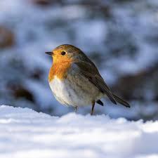 Image result for Erithacus rubecula