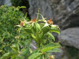 Attēlu rezultāti vaicājumam “Rosa subcanina”