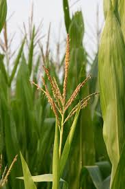 Attēlu rezultāti vaicājumam “Zea mays female flower”