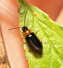 Attēlu rezultāti vaicājumam “Phyllobrotica quadrimaculata”