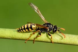 Attēlu rezultāti vaicājumam “Vespula germanica male”