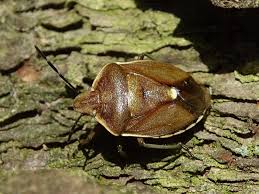 Attēlu rezultāti vaicājumam “Chlorochroa juniperina imago”