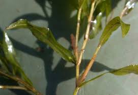 Attēlu rezultāti vaicājumam “Potamogeton gramineus”