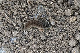 Attēlu rezultāti vaicājumam “Cantharis fusca larva”