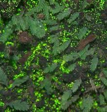 Attēlu rezultāti vaicājumam “Schistostega pennata”