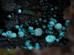 Attēlu rezultāti vaicājumam “Chlorociboria aeruginascens”