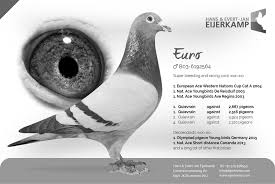 Image result for Abbeyton & Broomfield Racing Pigeons