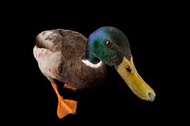 Attēlu rezultāti vaicājumam “Anas platyrhynchos male”