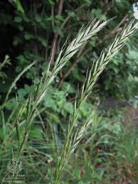 Attēlu rezultāti vaicājumam “Elymus caninus”