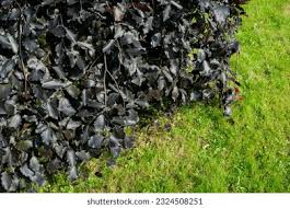 Attēlu rezultāti vaicājumam “Fagus sylvatica fo. purpurea leaf”