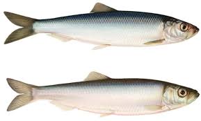 Image result for Hyporthodus quernus