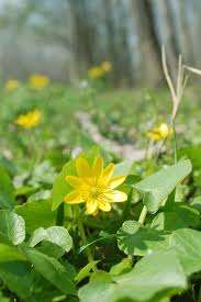 Attēlu rezultāti vaicājumam “Anemone ranunculoides flower”