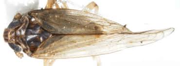 Attēlu rezultāti vaicājumam “Javesella pellucida female”