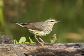 Image result for Seiurus noveboracensis