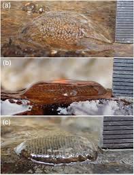 Attēlu rezultāti vaicājumam “Trichoptera egg mass”