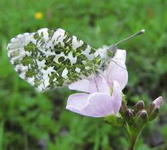 Attēlu rezultāti vaicājumam “Anthocharis cardamines”