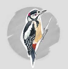 Attēlu rezultāti vaicājumam “Dendrocopos major”