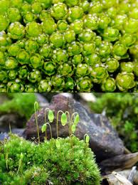 Attēlu rezultāti vaicājumam “Brachythecium rivulare sporophyte”