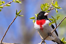 Image result for Pheucticus ludovicianus