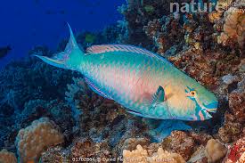 Image result for Scarus rubroviolaceus