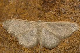 Attēlu rezultāti vaicājumam “Idaea straminata”