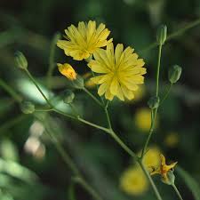 Attēlu rezultāti vaicājumam “Lapsana communis”